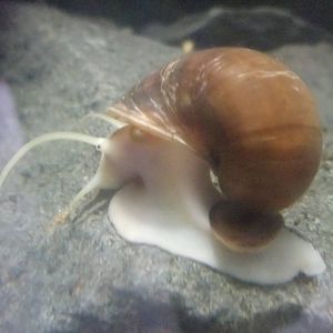 Florida Apple Snail at London, 16/11/11