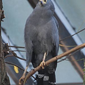 African Harrier Hawk at London, 16/11/11