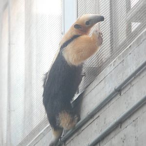 Southern Tamandua at London, 16/11/11