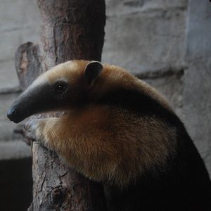 Southern Tamandua at London, 16/11/11