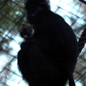 Francois' Langur with Youngster at London, 16/11/11