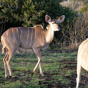 greater kudu