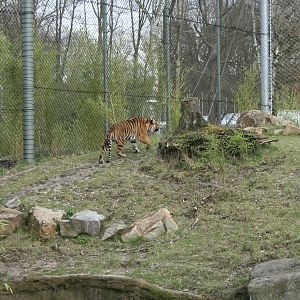 Sumatan tiger exhibit 1