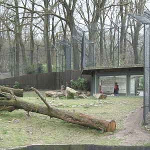 Sumatan tiger exhibit 2