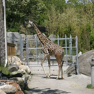 masai giraffe