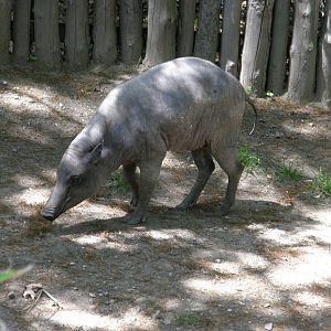 babirusa