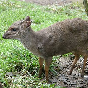 blue duiker
