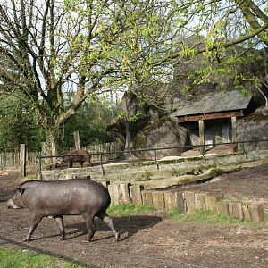 brazilian tapir Exhibit