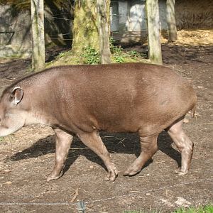 brazilian tapir 2