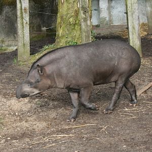 brazilian tapir 1