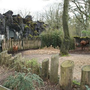 bongo Exhibit