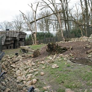 Malayan Sun Bear Exhibit