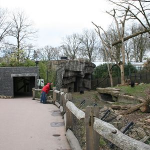 Malayan Sun Bear Exhibit 1