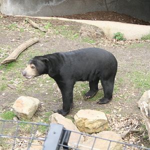 Malayan Sun Bear