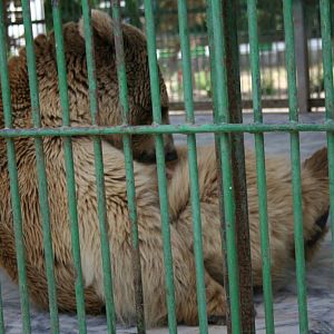 Syrian brown bear (mashhad zoo)