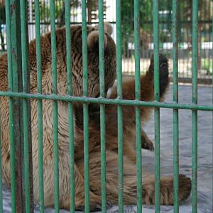 Syrian brown bear (mashhad zoo)
