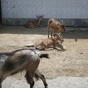 persian bezoar ibex (mashhad zoo)