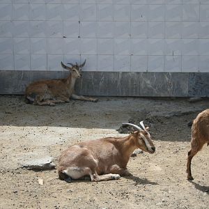 persian bezoar ibex(mashhad zoo)