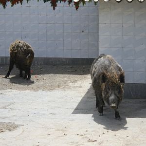 wild boar(mashhad zoo)