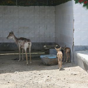 transcaspian urial sheep (mashhad zoo)