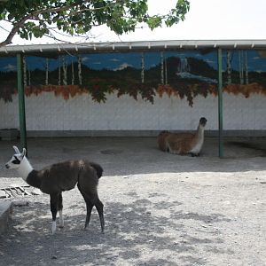 lama (mashhad zoo)