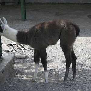 lama (mashhad zoo)