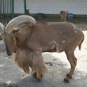 barbary sheep (mashhad zoo)