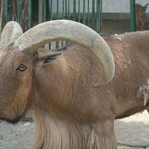 barbary sheep (mashhad zoo)