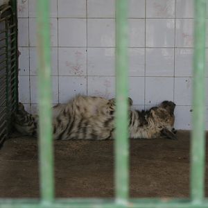 Striped hyena(mashhad zoo)