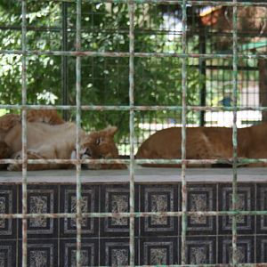 tigon(mashhad zoo)