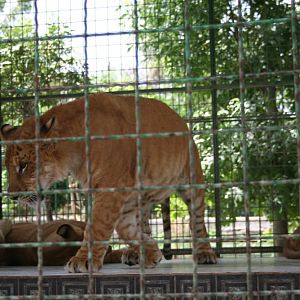 tigon(mashhad zoo)