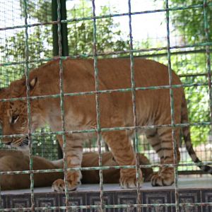 tigon(mashhad zoo)
