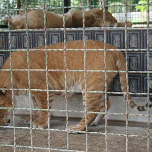 tigon(mashhad zoo)