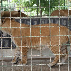 tigon(mashhad zoo)