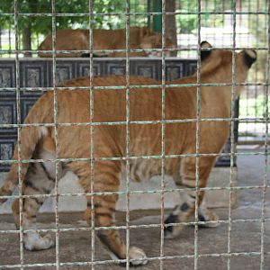 tigon(mashhad zoo)