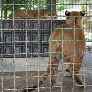 tigon(mashhad zoo)