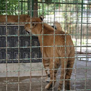 tigon (mashhad zoo) 1