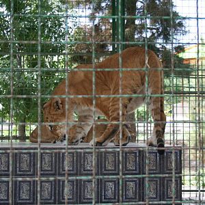 tigon (mashhad zoo)2