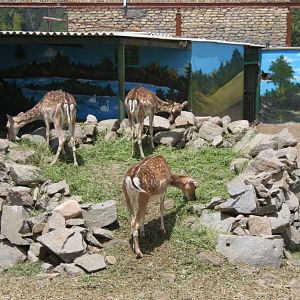 persian fallow deer exhibit (Mashhad zoo)3