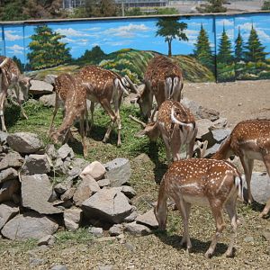 persian fallow deer exhibit (Mashhad zoo)1