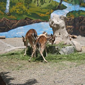 persian fallow deer exhibit (Mashhad zoo)2