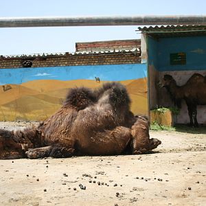 bactarian camel(Mashhad zoo)3