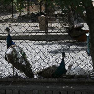 Peacock India(Mashhad zoo)