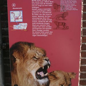 African_Lion