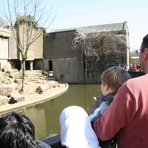 African_Lion_exhibit_1