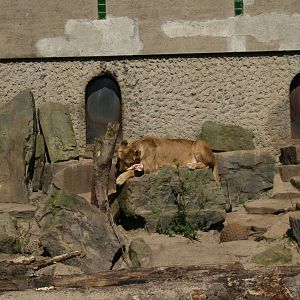 African_Lion_exhibit_2
