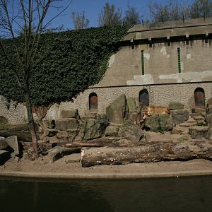 African_Lion_exhibit_3