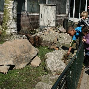 Aldabra_Giant_Tortoise_2