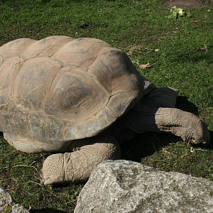 Aldabra_Giant_Tortoise_3