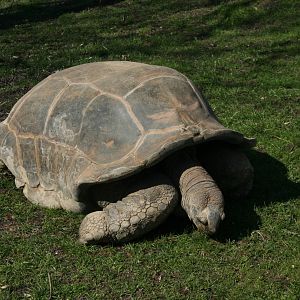 Aldabra_Giant_Tortoise(Aldabrachelys gigantea)